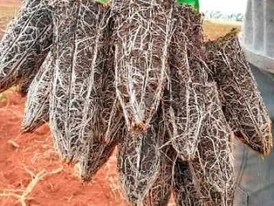 Crédito Viveiro Monte Alegre