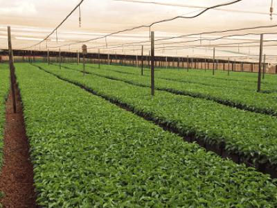 Crédito Viveiro Monte Alegre