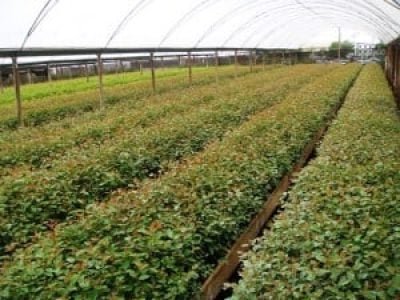 Foto-01-Crédito-Viveiro-Pavão-300x225