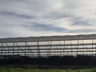 Foto 01 - Crédito Viveiro Rosália