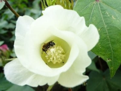 Crédito Viviane Pires