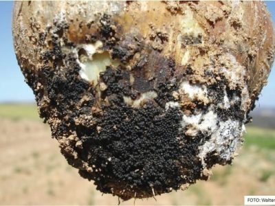 Crédito Walter Oliveira