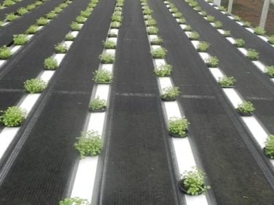 Foto-01-Crédito-Weber-Velho