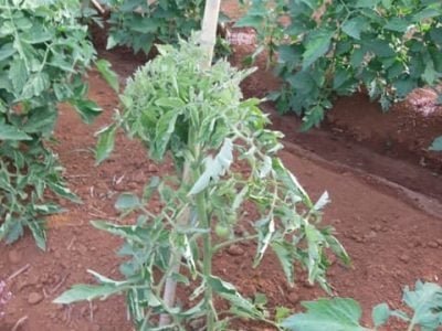 Crédito Wellington Brito