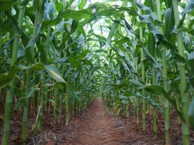 Crédito Ademir Torchetti