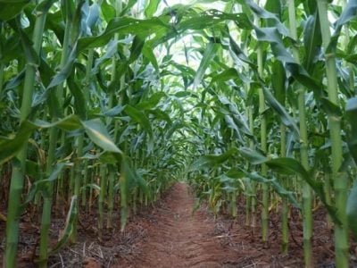 Crédito Ademir Torchetti