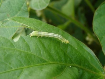 CréditoAdeney Bueno