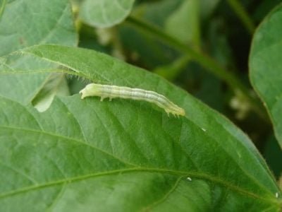 CréditoAdeney Bueno