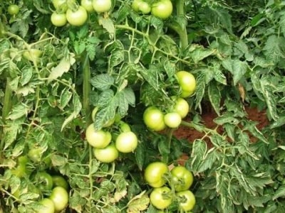 Crédito Ana Maria Diniz