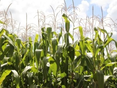 CréditoAna Maria Diniz