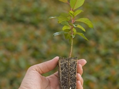 CréditoFibria