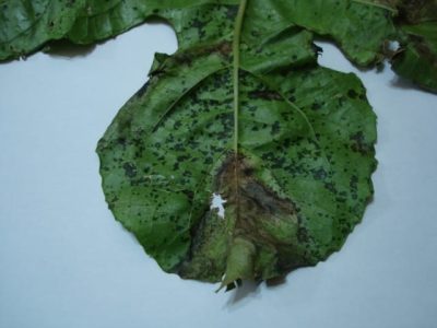 CréditoFischer, I.H