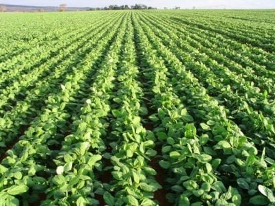 Crédito Nino Scotton