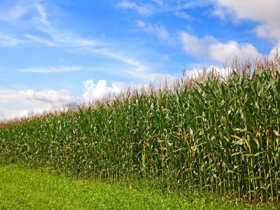 Crédito Shutterstock