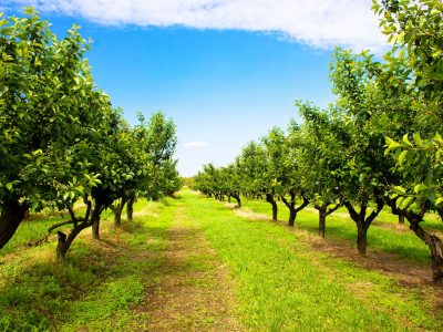 Crédito Shutterstock