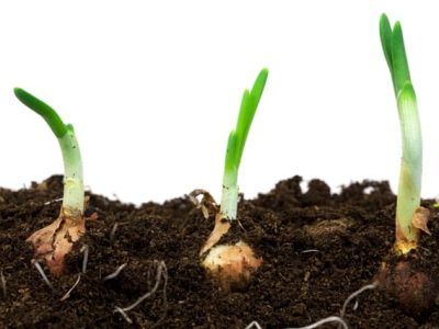 CréditoShutterstock