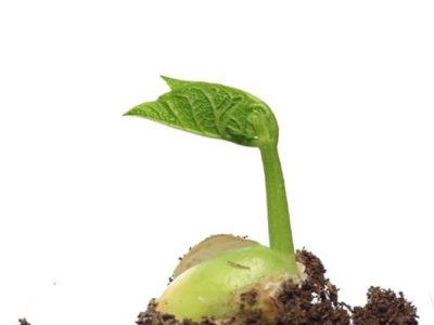 CréditoShutterstock