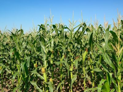 Crédito Shutterstock