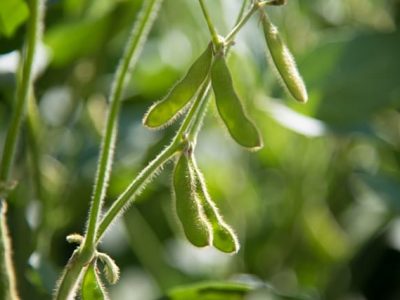 Crédito Shutterstock