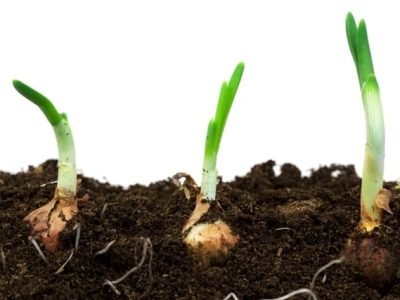 CréditoShutterstock