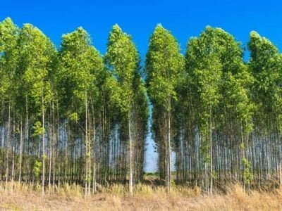 CréditoShutterstock