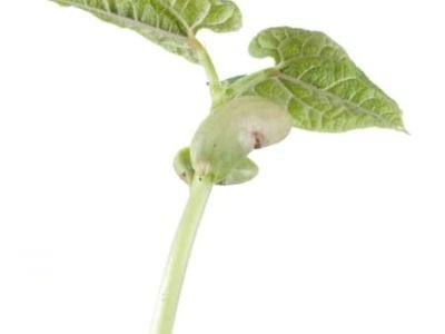 Foto 01 - CréditoShutterstock