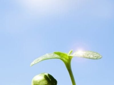 Crédito Shutterstock