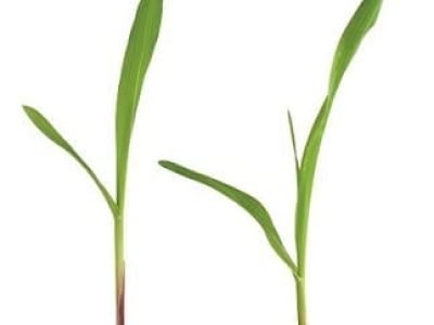 CréditoShutterstock