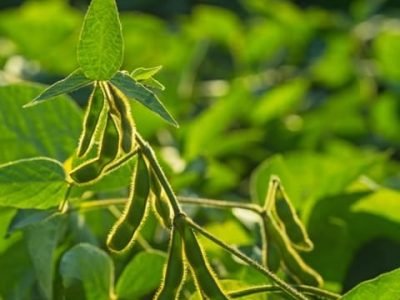 Crédito Shutterstock