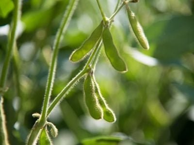 Crédito Shutterstock