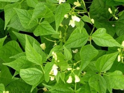 Crédito Shutterstock