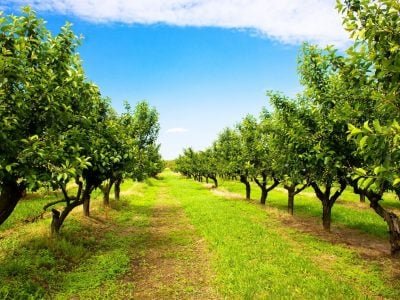 Crédito Shutterstock