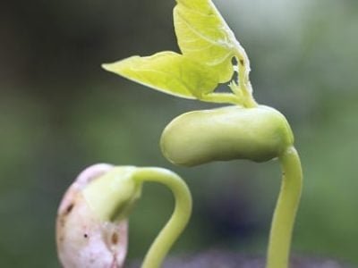 Crédito Shutterstock