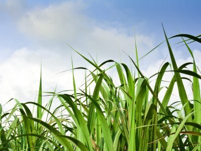 Crédito Shutterstock