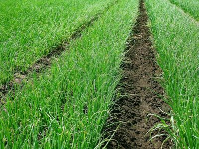 Crédito Shutterstock