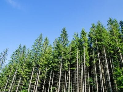 Crédito Shutterstock