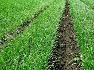 Crédito Shutterstock