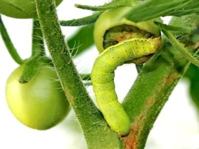 Crédito Shutterstock