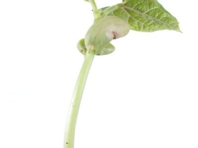 Foto 01 - CréditoShutterstock