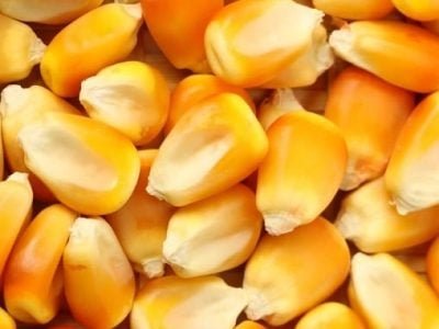 Crédito Shutterstock