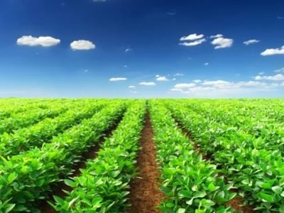 Crédito Shutterstock