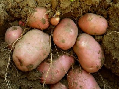 CréditoShutterstock