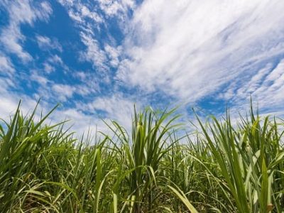 Foto 01 – CréditoShutterstock Crédito Shutterstock