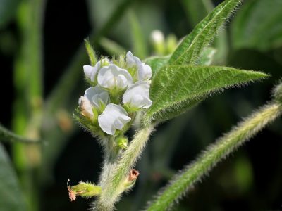 Crédito Shutterstock
