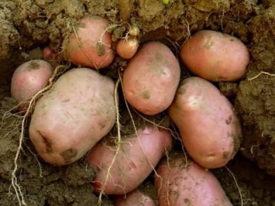 CréditoShutterstock