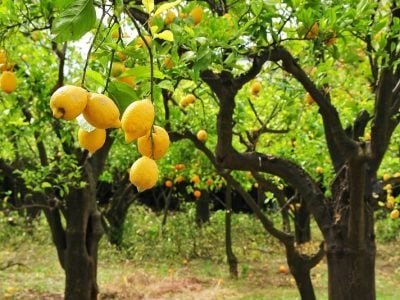 Crédito Shutterstock