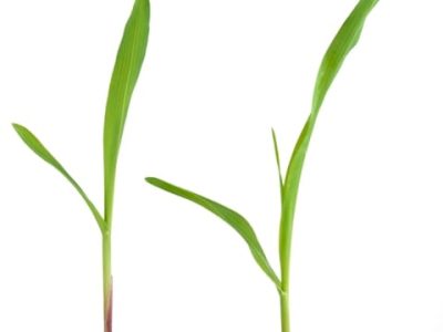 Foto 01 - CréditoShutterstock