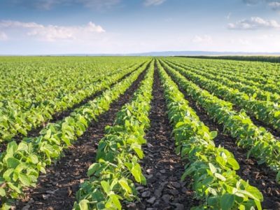 CréditoShutterstock