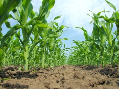 Crédito Shutterstock