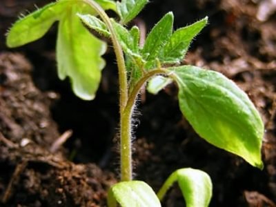 Crédito Shutterstock